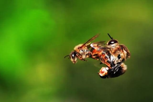 apareamiento-abeja-reina-zangano.jpg